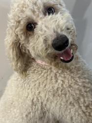 Reunited Female Dog last seen Avalon and century, Los Angeles, CA 90003