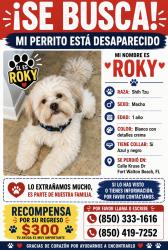 Reunited Male Dog last seen Meadow lane, Fort Walton Beach, FL 32547