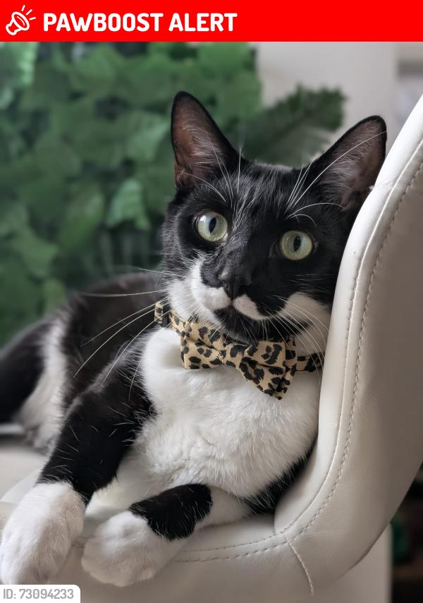 Lost Male Cat last seen Chapelfields, Maudsley Pub, West Midlands, England CV5