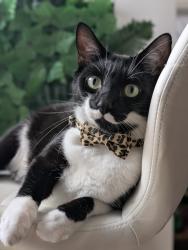 Lost Male Cat last seen Chapelfields, Maudsley Pub, West Midlands, England CV5
