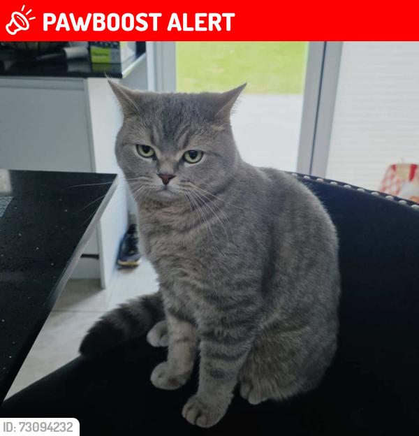 Lost Male Cat last seen Ashley Drive WD6 2JD, Hertfordshire, England 