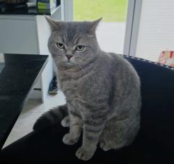 Lost Male Cat last seen Ashley Drive WD6 2JD, Hertfordshire, England 