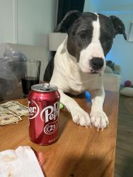 Reunited Female Dog last seen Peony street Chicago ave, New Port Richey, FL 34654