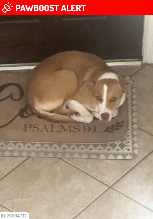 Lost Female Dog last seen I don’t know, Fort Bend County, TX 77494