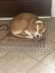 Lost Female Dog last seen I don’t know, Fort Bend County, TX 77494