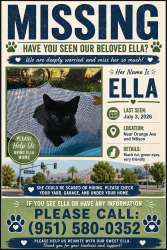 Lost Female Cat last seen Wilson Ave, Perris, CA 92571