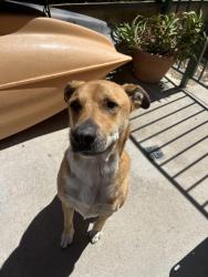 Reunited Male Dog last seen Capitan st, Thousand Oaks, CA 91320