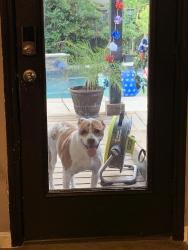 Reunited Male Dog last seen Cedar Glen Drive Grand Prairie TX, Grand Prairie, TX 75052