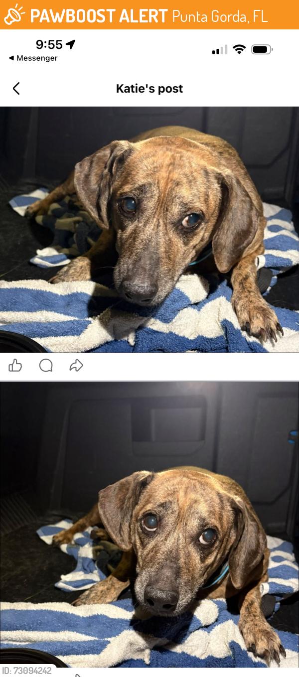 Found/Stray Male Dog last seen Duncan rd, Punta Gorda, FL 33950