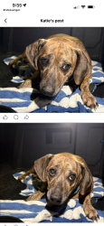 Found/Stray Male Dog last seen Duncan rd, Punta Gorda, FL 33950
