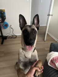 Reunited Male Dog last seen The Bowery apmts, Memphis, TN 38115