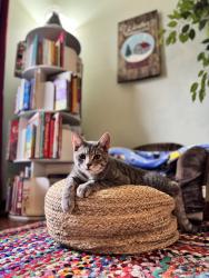 Lost Male Cat last seen Buck Hill Rd and North Society Rd, Canterbury, CT 06331