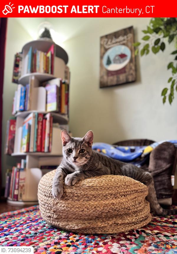 Lost Male Cat last seen Buck Hill Rd and North Society Rd, Canterbury, CT 06331