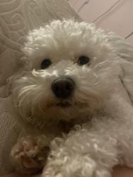 Reunited Female Dog last seen Near Chancery Gate, San Antonio, TX 78253