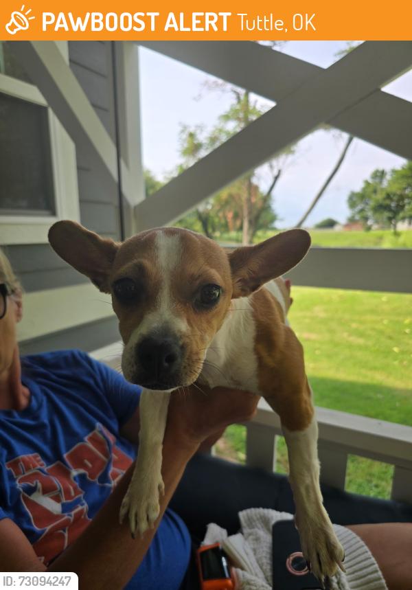 Found/Stray Female Dog last seen Fox and Frisch, Tuttle, OK 73089