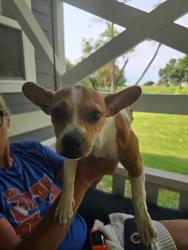 Found/Stray Female Dog last seen Fox and Frisch, Tuttle, OK 73089