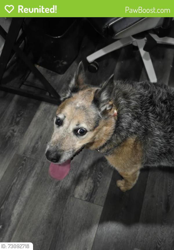 Reunited Female Dog last seen Pg&e, Antioch, CA 94509