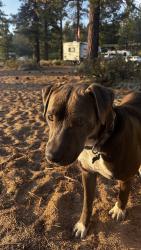 Reunited Male Dog last seen Elks Point Road and Hwy 50, Zephyr Cove, NV 89448
