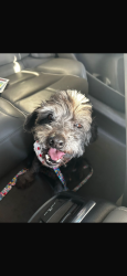 Lost Male Dog last seen Near evolution rd, Las Cruces, NM 88012