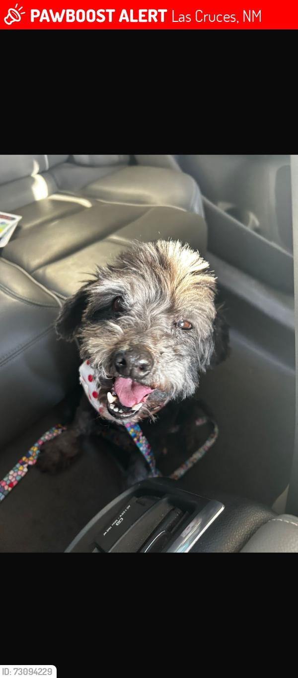Lost Male Dog last seen Near evolution rd, Las Cruces, NM 88012