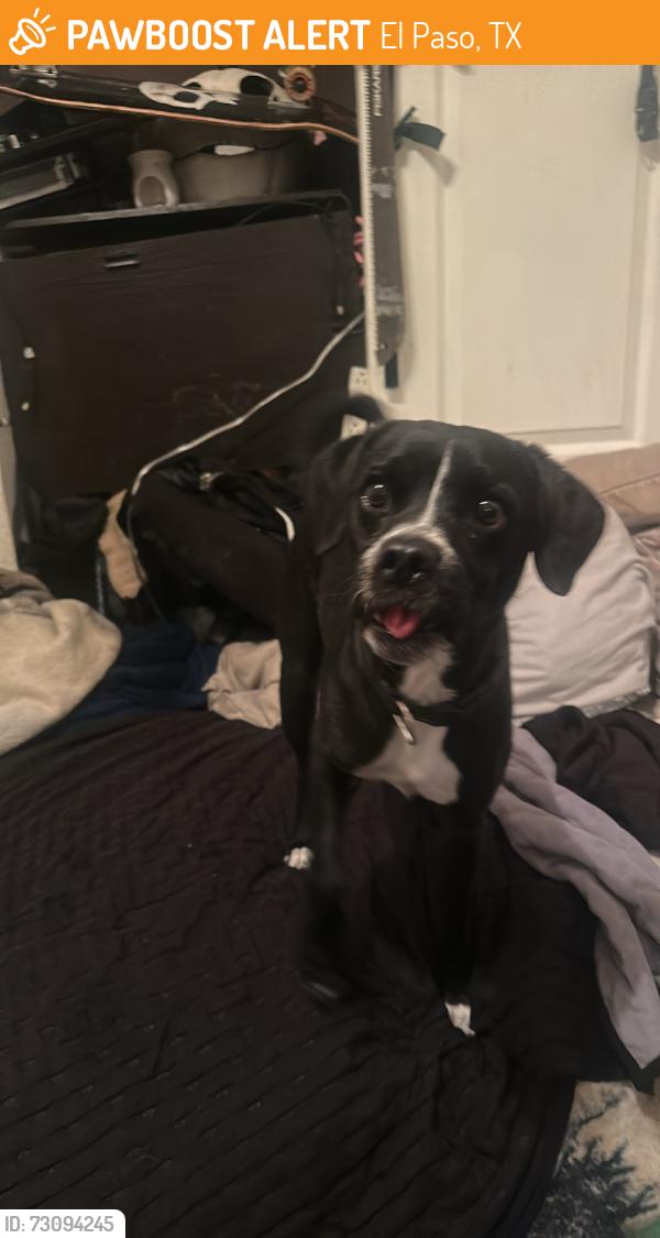 Found/Stray Male Dog last seen Kemp, El Paso, TX 79904