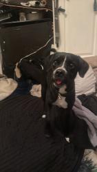 Found/Stray Male Dog last seen Kemp, El Paso, TX 79904