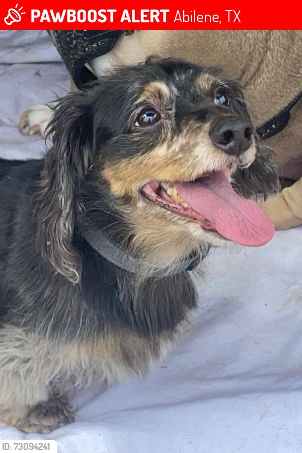 Lost Male Dog last seen South 21st, Abilene, TX 79605