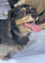Lost Male Dog last seen South 21st, Abilene, TX 79605