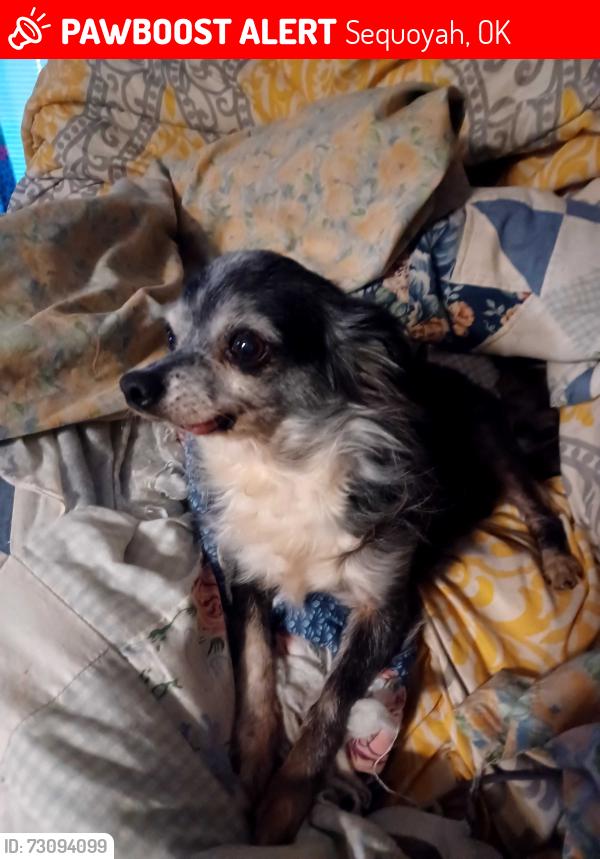 Lost Female Dog last seen Oklahoma St & N Sandusky Ave, Sequoyah, OK 74115