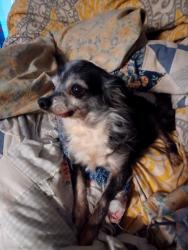 Lost Female Dog last seen Oklahoma St & N Sandusky Ave, Sequoyah, OK 74115