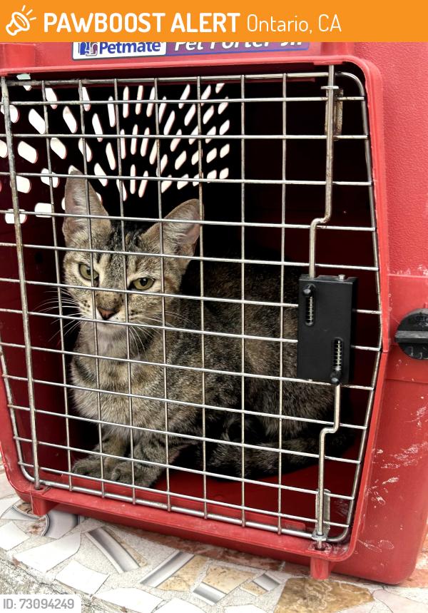 Found/Stray Unknown Cat last seen Ontario, CA..6th St., Ontario, CA 91761