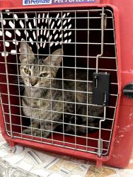 Found/Stray Unknown Cat last seen Ontario, CA..6th St., Ontario, CA 91761