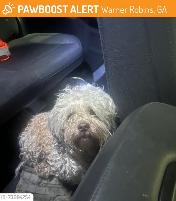 Found/Stray Male Dog last seen Russell Pkwy & S Houston Lake Rd, Warner Robins, GA 31088