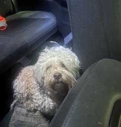 Found/Stray Male Dog last seen Russell Pkwy & S Houston Lake Rd, Warner Robins, GA 31088