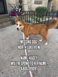 Reunited Female Dog last seen Halsted and Grace, Chicago, IL 60613