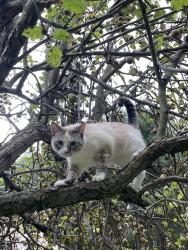 Reunited Female Cat last seen Ocean Gateway (50), Trappe, Trappe, MD 21673