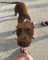 Lost Unknown Dog last seen Turtle Run Park, Port St. Lucie, FL 34953