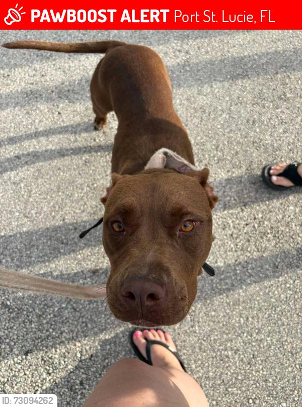 Lost Unknown Dog last seen Turtle Run Park, Port St. Lucie, FL 34953