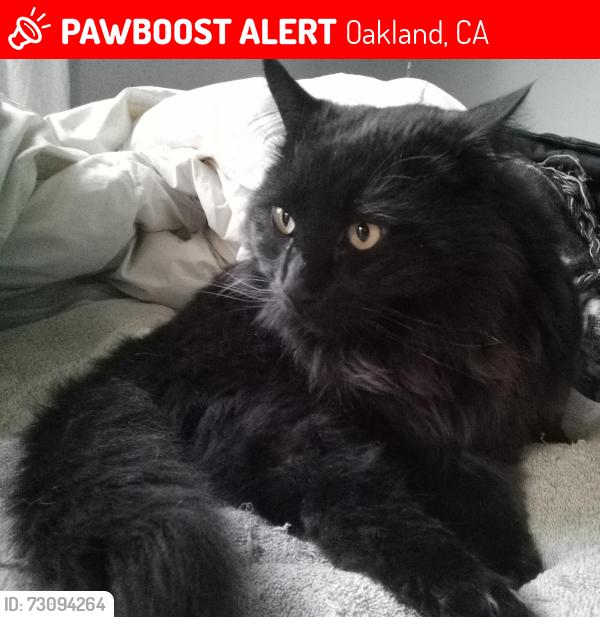 Lost Male Cat last seen Magnolia between 30th & 32nd St, Oakland, CA 94608