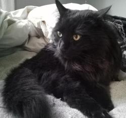 Lost Male Cat last seen Magnolia between 30th & 32nd St, Oakland, CA 94608