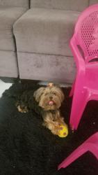 Reunited Female Dog last seen We live in storey grove, near to Publix waterleigh, Winter Garden, FL 34787