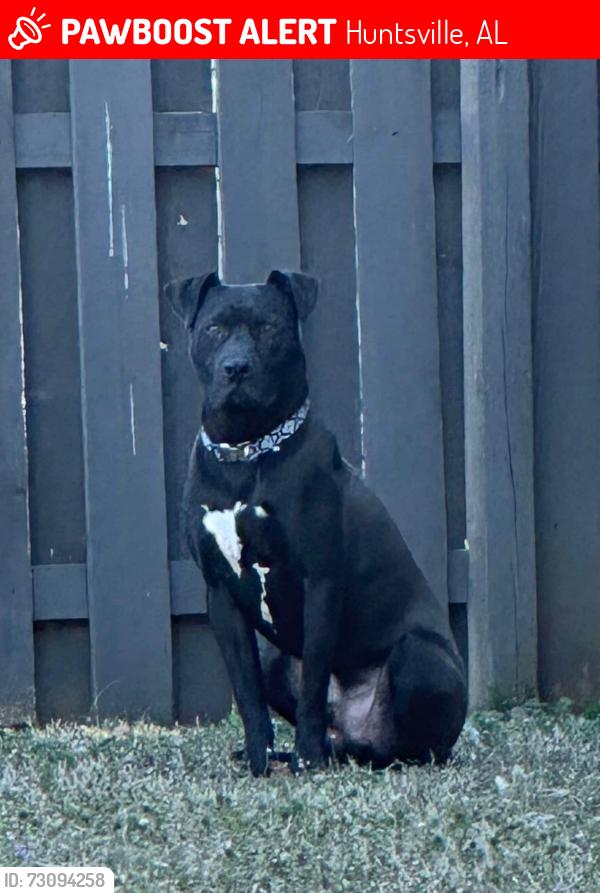 Lost Male Dog last seen Winchester rd nw, Huntsville, AL 35810