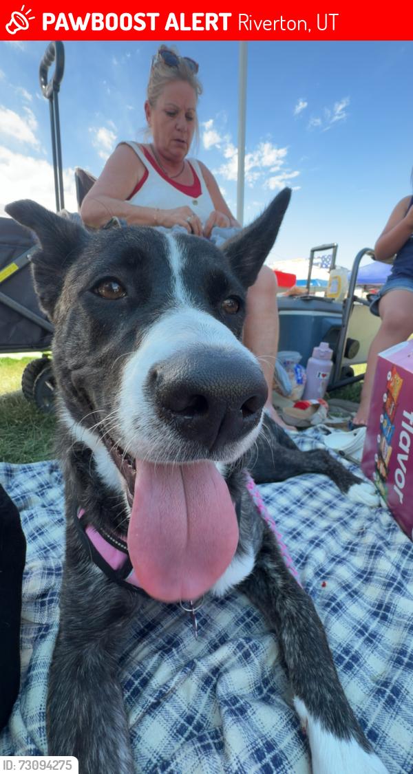 Lost Female Dog last seen Riverton days, Riverton, UT 84065