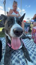 Lost Female Dog last seen Riverton days, Riverton, UT 84065