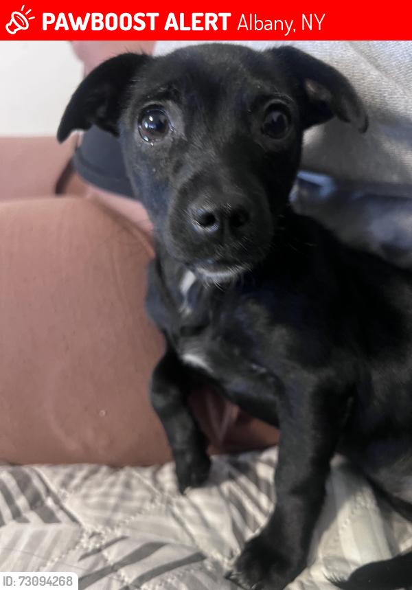 Lost Female Dog last seen Ridgefield south allen, Albany, NY 12208