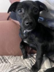 Lost Female Dog last seen Ridgefield south allen, Albany, NY 12208