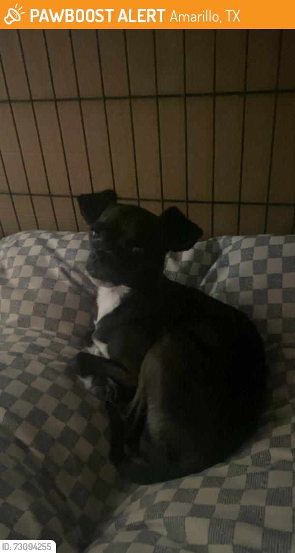 Found/Stray Male Dog last seen South Georgia Baptist Church, Amarillo, TX 79110