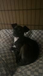 Found/Stray Male Dog last seen South Georgia Baptist Church, Amarillo, TX 79110