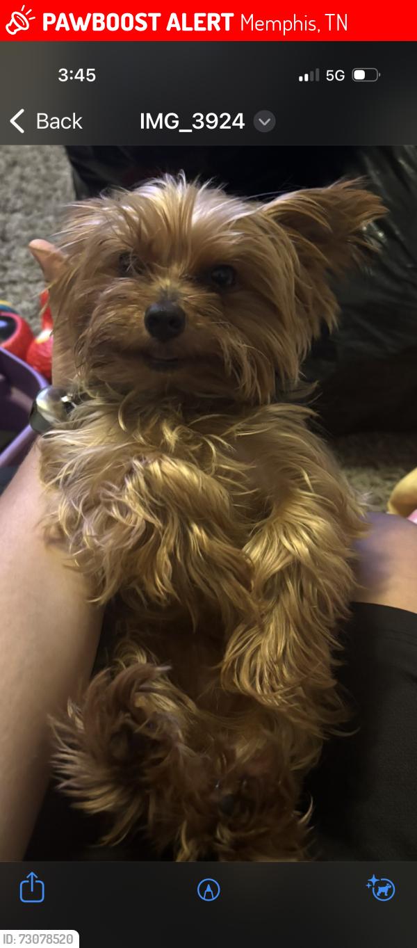 Lost Male Dog last seen Wilson rd near Childs Dr , boeingshire, Memphis, TN 38116