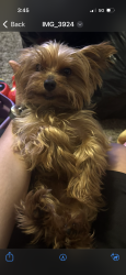 Lost Male Dog last seen Wilson rd near Childs Dr , boeingshire, Memphis, TN 38116